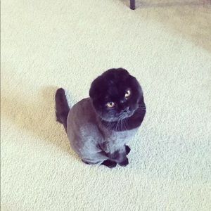 Meet your Posher, Brian